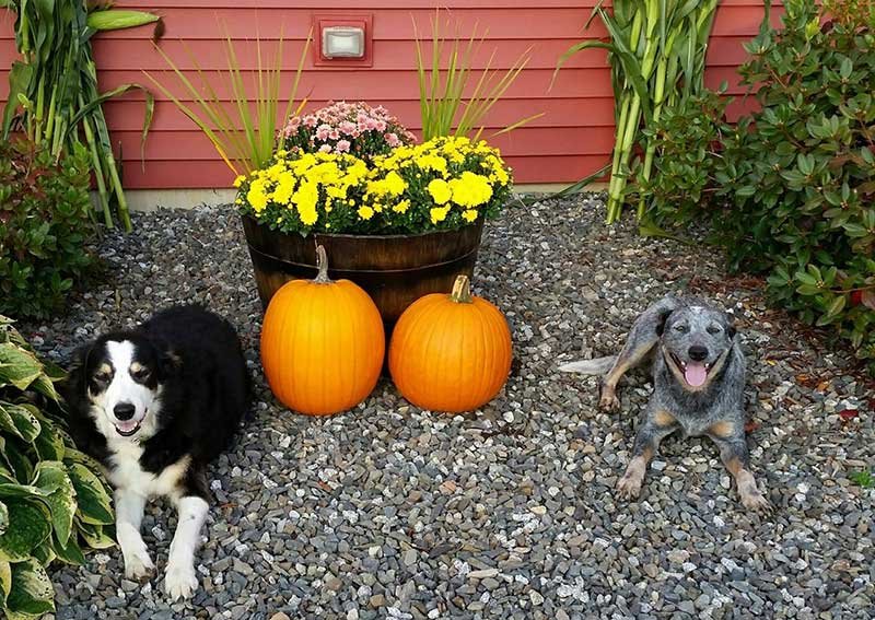 Carousel Slide 1: Dogs